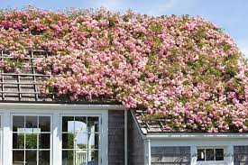 Rose Covered Barn Dream House Garden Garden Spaces Roof Garden