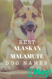 Alaskan Malamute Dog Names Dog Names Top Dog Names Malamute Dog