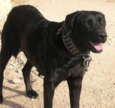 It comes in both shorthaired and longhaired varieties. 16 Ca De Bestiar Majorcan Shepherd Dogs Ideas Dogs Shepherd Shepherd Dog