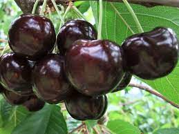 Un porumbel nu este un daunator obisnuit. PuieÈ›i De CireÈ™ Germersdorf InimÄƒ De Porumbel Mesteresti