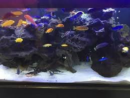 The hydrant pet center local pet food and supply store is a healthy pet shop with everything you need for your dogs & cats. Aquatic Animal Shop Clarksville In Greentree Pet Center