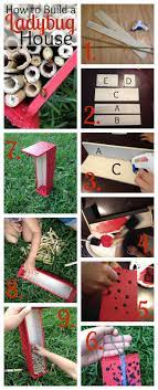 How To Build A Ladybug House Ladybug House Ladybug Insect Hotel