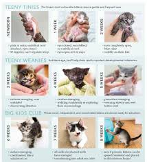 53 Veritable Domestic Shorthair Cat Weight Chart