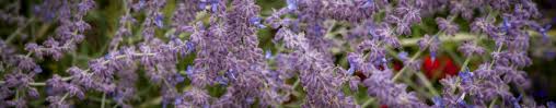 Le perovskia blue spire vous est proposé en 2 conditionnements Perowskia Lobodolistna Perovskia Atriplicifolia Ciecie