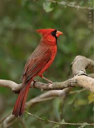 Birds In My Area Now Today I M Thankful That Cardinals Live In My Neighborhood They Always Remind Me Of My Cherished Maternal Gran Cardinal Birds Animals Beautiful Beautiful Birds