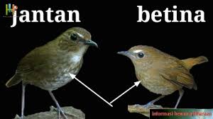 Selain dari burung lovebird, cucak ijo, kenari dan murai batu yang memiliki banyak penggemar, ada juga jenis burung yang juga tidak kalah mendapati trafik tertinggi yang menyenangi jenis burung ini yaitu jenis burung poksay. Cara Membedakan Burung Jongkangan Cingcoang Jantan Dan Betina Youtube