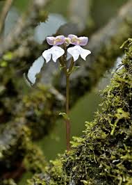 Image result for Disperis