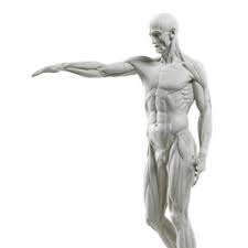 Anime archetype he she ferrite figma movable drawing. Best Art Mannequins Posable Figure Drawing Models 2d Animation Software Guide