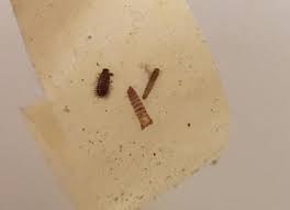 Vacuuming carpeting and washing your clothes and other fabrics frequently, at least once every 2 or so weeks, is the best way to prevent a carpet beetle infestation. Insect And Bug Id Forum Bed Bug Or Carpet Beetle Or Garden Org