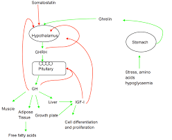 Disorders Of Growth Hormone In Childhood Endotext Ncbi