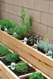 Take advantage of the fact that not all herbs are green and leafy. 140 Best Growing Herbs In Containers Ideas Herbs Growing Herbs Herb Garden