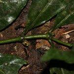 Image result for Lasianthus kilimandscharicus