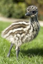 What About How Floofy Baby Emus Are If You Re Having A Bad Day Just Look At These Photos Of Baby Australian Anim Australia Animals Australian Animals Animals