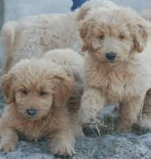 To illustrate, twin flames farm goldendoodle breeders in florida sells all puppies at $2,800 regardless of the size. Top 6 Goldendoodle Breeders In Florida 2021 We Love Doodles