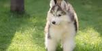 Miniature Husky - Is This The Right Dog For Your Family?