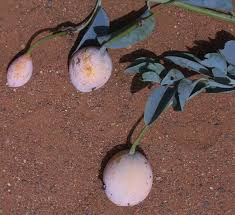 Image result for Maerua edulis