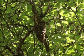 Honeybees like a dark and secure space with a small defensible entrance. An Open Air Colony In A Pear Tree Honey Bee Suite