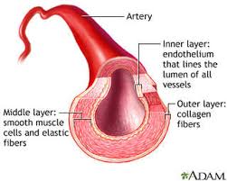 Organ that pumps blood through the blood vessels of the circulatory system. Topic 6 2 The Blood System Amazing World Of Science With Mr Green