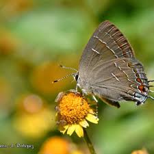 Image result for Websteria confervoides