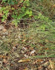 Image result for Aristida stenostachya