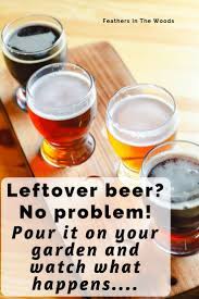 You've probably heard about beer as a remedy for slugs in the garden, but it works on other pests, too. 7 Ways To Use Beer In The Garden Feathers In The Woods