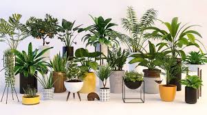 Plants 3d Model Plants Room With Plants 3d Model