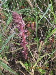 Image result for Orobanche minor