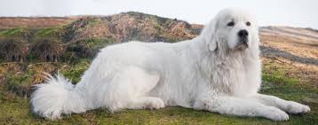 Here is the translation and the polish word for dog: Polish Tatra Sheepdog Dog Breed Facts And Information Wag Dog Walking