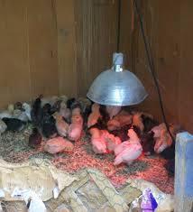 Infrared Light Can Be Heat Or Long Life For Bulbs