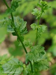 Image result for Sisymbrium burchellii