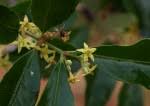 Image result for Hippocratea crenata
