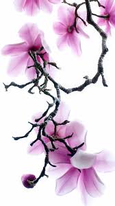 Apple Iphone 6s Wallpaper With Purple Magnolia Flowers Iphone 6s Wallpaper Iphone 6 Wallpaper Magnolia Wallpaper
