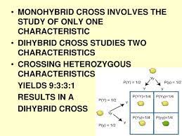A dihybrid cross involves the crossing of just one trait. Ppt Mendel And The Gene Idea Powerpoint Presentation Free Download Id 2399811