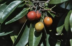 Image result for Mimusops