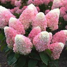 Image result for Hydrangea