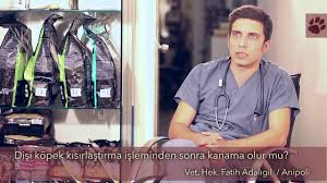 Disi Kopek Kisirlastirma Isleminden Sonra Adet Gormeye Devam Eder Mi Youtube