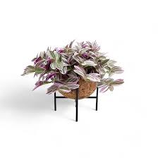 Image result for Tradescantia zebrina