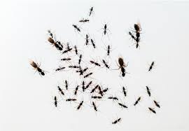 If you can't find the source of the colony, you can at least target the ants themselves. How To Get Rid Of Flying Ants Bob Vila
