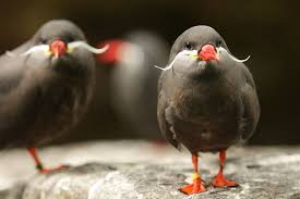 Grey Bird With Orange Wings Pin On All Creatures Great Small