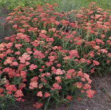 Perennials spend most of their energy on future. 14 Red Perennials Walters Gardens Inc