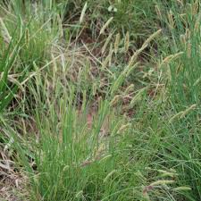 Image result for Setaria sphacelata