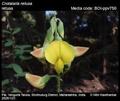 Image result for Crotalaria spinosa