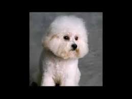 Yavru fino sibirya kurt köpeği yavrusu beyaz turkuaz rengi beyaz köpek yavrusu finosu videoları. Fino Kopek Sesi Havlamasi Youtube
