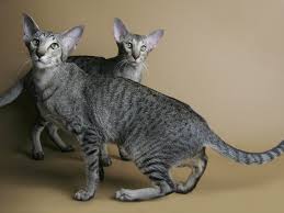 Rehome buy and sell, and give an animal a forever home with preloved! Oriental Shorthair Full Profile History And Care