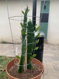 We did not find results for: Dragon Fruit When Should I Prune The Side Shoots Gardening