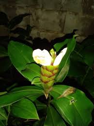 Image result for Costus subbiflorus