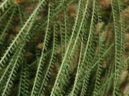 Image result for Parkinsonia aculeata