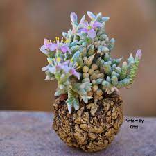 For more than 35 years, cactus & tropicals has livened up sparse plots and reinvigorated depressed patios with a vast, verdant variety of cacti, flowers, and gardening gear. Pin By Happy Wilko On Clay Succulents Cacti And Succulents Unusual Plants