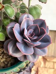 É uma híbrida, provavelmente da pulidonis com alguma outra. I Thought This Was An Echeveria Perle Von Nurnberg But Now I M Thinking It Might Be A Purple Pearl It Has No Green On It At All It S Purple And Pink All