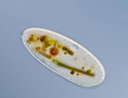 The central part of the cell is the nucleus which has a small structure called the chromosome in it. Unicellular Vs Multicellular National Geographic Society